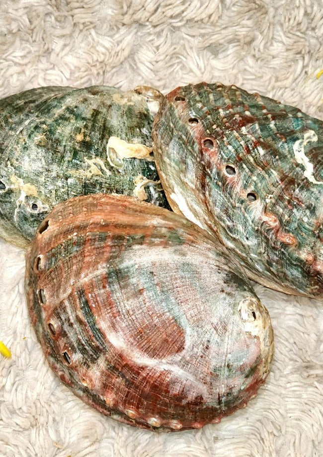 Abalone Shell Bowl